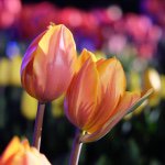 11085132_446971198810868_1488725297_a