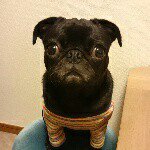 11296785_1555342448038683_1365958763_a