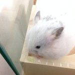 10413899_458486067587243_2100139130_a