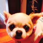 11358935_1070003413029215_2068798881_a