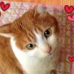 11386453_881886291884028_826754965_a