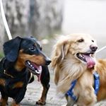 11419015_740631572714559_1027819163_a