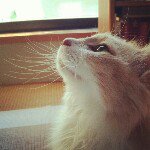 Profile_288955523_75sq_1363092173