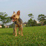 11378680_102875790056945_1264808250_a