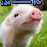 11246748_953525158013498_1709592470_a