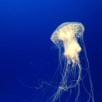 10903472_926318914068884_2065294707_a