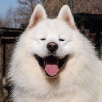 10932173_376810922480246_1014084717_a