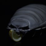 10597344_1543457759238019_1379748591_a