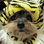 11372221_381977428679369_1128790555_a