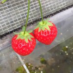 11357599_844248302291744_1949285758_a