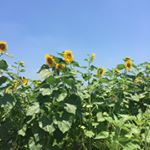 11353477_840594609369369_945376081_a