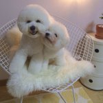 11084721_1632431983657127_966996032_a