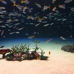 11280263_1618630075019856_710310610_a