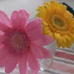 10424382_251867371673438_505520342_a