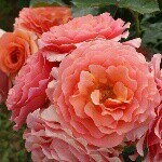 925960_1606602112894822_1981371618_a