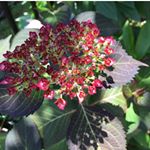 11378481_472546096245999_879901276_a