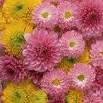 11376633_931525380224437_1641972985_a