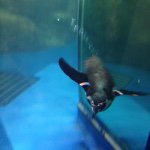 11266383_1659624020935779_295885908_a