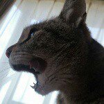 10817751_684479981667140_1850054020_a