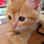 10507878_1498851407014656_1511423605_a