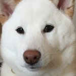 11007743_410642769116828_823624592_a