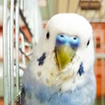 11428791_134820226850898_2071727996_a