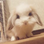 11111518_801710429923698_983080390_a