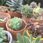 11186912_450751021756719_2435423_a