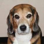 11420726_780319775421562_304938873_a