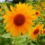 11426449_1698924416995981_511333620_a