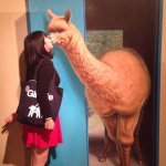 11268089_1676307222601939_559020414_a