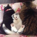 10520293_1505450669671965_5913075_a