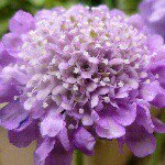 11008332_1558324951092269_2091400259_a