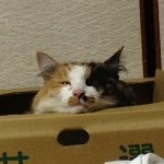 10533026_656391181104235_1857697268_a