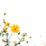 11191324_795032673936932_1620316079_a