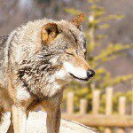 11032997_1550923355188388_33453069_a