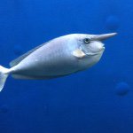 10919324_788849491186263_193715608_a