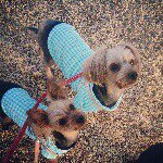 10914332_843527722357606_33039368_a