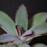 11032893_339168502954756_801035866_a