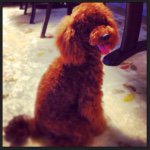 10914683_603841346413804_879578217_a