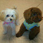 11333446_381796418688211_845545823_a