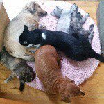 10543967_793375257450015_1516072189_a