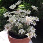 11335854_1602152243365673_2034972675_a