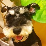 10731533_668226196629388_347496108_a