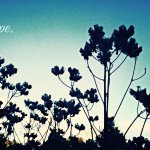 11005235_1541291279470595_1341476792_a