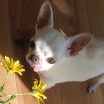 10890539_853811584658151_1894188306_a