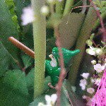 11420853_1449176212052023_1922965924_a