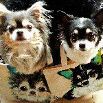 10986203_713798855386101_1886565742_a