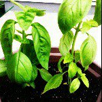 11271015_452537224923796_1018625226_a