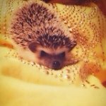 925279_1456783864563265_1205558840_a